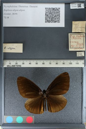 Media type: image;   Entomology 160952
